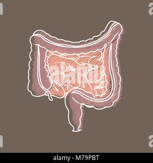 Système digestif humain intestins intestin anatomie schéma du tube digestif. L'éclosion de coiffage Illustration de Vecteur