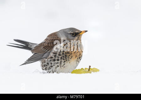 F) Fieldfare (Turdus avec Apple dans la neige (Cambridgeshire) Banque D'Images