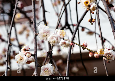 Fleurs de prunier blanc remplir les arbres à la fin de février au Japon. Les prunes sont un des premiers arbres fruitiers à fleurir au Japon, la signalisation du printemps à venir. Banque D'Images