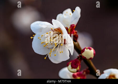 Fleurs de prunier blanc remplir les arbres à la fin de février au Japon. Les prunes sont un des premiers arbres fruitiers à fleurir au Japon, la signalisation du printemps à venir. Banque D'Images