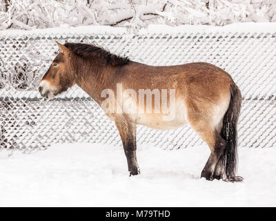 Un cheval de Przewalski ou Dzungarian, Equus ferus przewalskii, rare en voie de disparition, de chevaux sauvages Zoo du Parc Assiniboine, Winnipeg, Manitoba, Canada. Banque D'Images