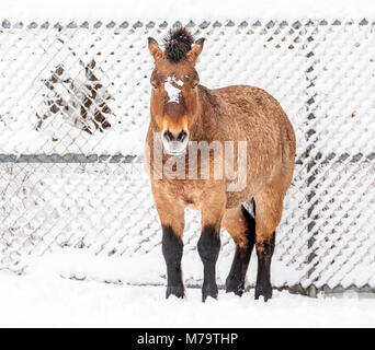 Un cheval de Przewalski ou Dzungarian, Equus ferus przewalskii, rare en voie de disparition, de chevaux sauvages Zoo du Parc Assiniboine, Winnipeg, Manitoba, Canada. Banque D'Images