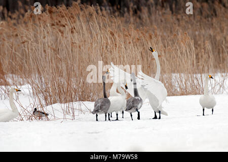 Cygne chanteur (Cygnus cygnus) jeunes et adultes, Japon Banque D'Images