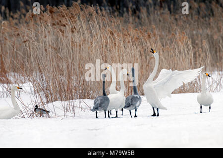 Cygne chanteur (Cygnus cygnus) jeunes et adultes, Japon Banque D'Images