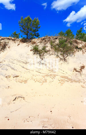 Dunes de sable couvertes d'herbe sèche et des arbres et de la plage de la mer Baltique côte centrale près de la ville de Gdansk en Pologne Banque D'Images