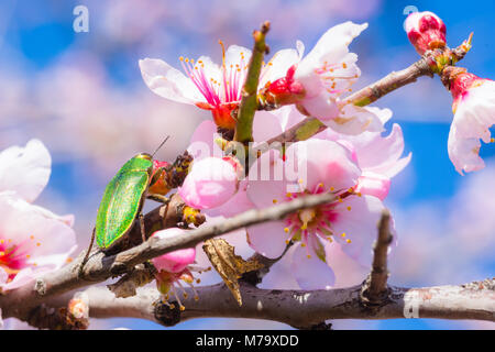 Fleurs rose sur une branche d'arbre d'amande close-up Banque D'Images