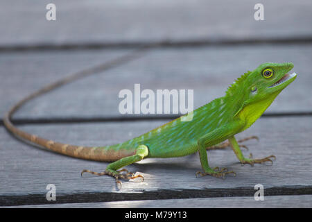 Green Crested Lizard (Bronchocela cristatella) sur la promenade à Borneo Rainforest Lodge à Sabah Banque D'Images