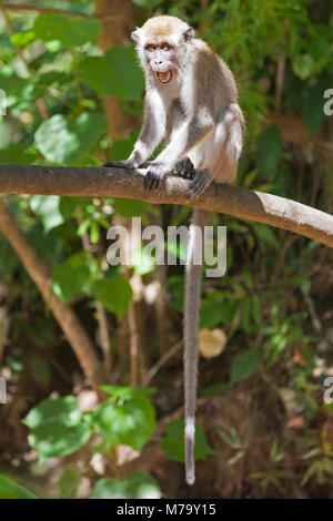 Jeune macaque à longue queue menaçant un autre singe, assis sur une branche d'arbre dans une forêt tropicale. Aka Macaque mangeant du crabe. Macaca fascicularis Banque D'Images