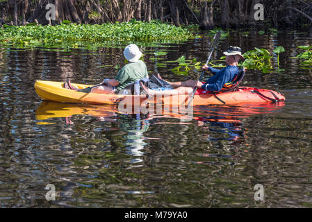 Couple à la découverte de la rivière Saint-Jean sur les kayaks de Blue Spring State Park près de Orange City, Floride. (USA) Banque D'Images