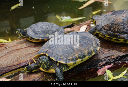 Voir des tortues assis sur une bûche dans l'eau. Banque D'Images