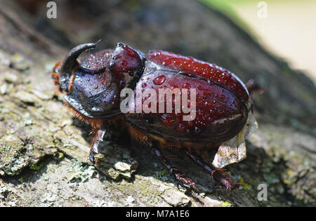 Du scarabée rhinocéros, Rhino beetle, Hercules beetle, Unicorn beetle, corne beetle . Banque D'Images