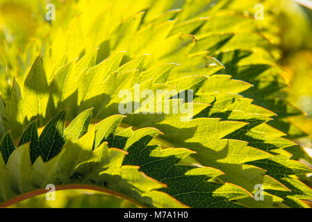 Les feuilles de Cape Le miel fleur ou faux le ricin (Melianthus major) à Maitai Bay sur la péninsule Karikari, île du Nord, en Nouvelle-Zélande. Banque D'Images