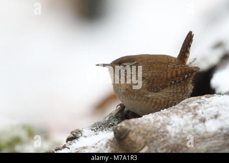 Eurasin - Troglodyte mignon Troglodytes troglodytes Banque D'Images