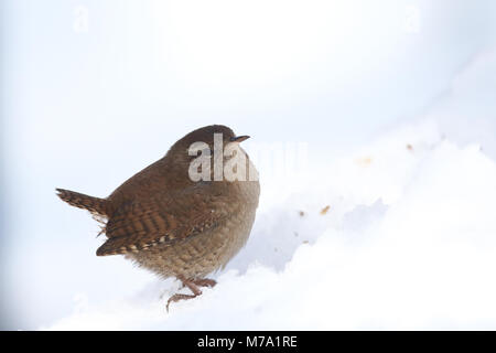 Eurasin - Troglodyte mignon Troglodytes troglodytes Banque D'Images