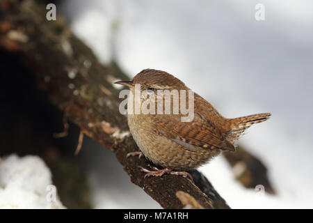 Eurasin - Troglodyte mignon Troglodytes troglodytes Banque D'Images