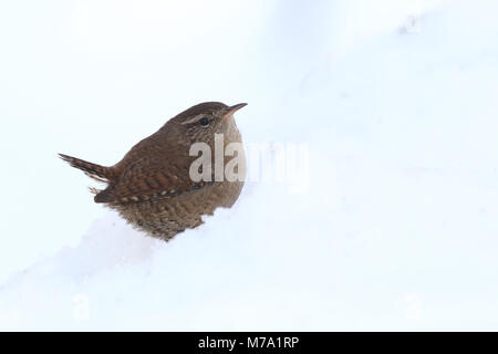 Eurasin - Troglodyte mignon Troglodytes troglodytes Banque D'Images