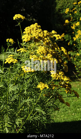 Tanaisie commune (Tanacetum vulgare ou Chrysanthemum vulgare) en fleur. Banque D'Images