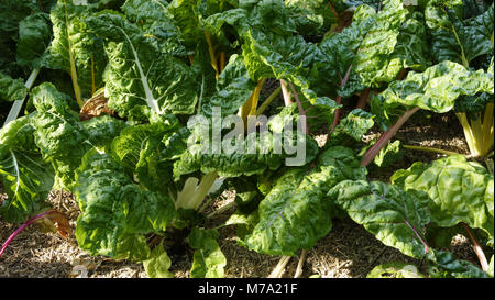 Lit de betteraves (Beta vulgaris), growing in vegetable garden avec mulching (Suzanne's garden, département de la Mayenne, Pays de la Loire, France). Banque D'Images