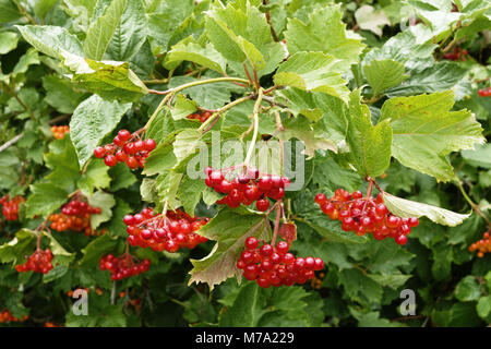 Baies rouges de Viburnum opulus Cranberrybush européenne nain (Canneberge, arbre…). Suzanne's garden (département Mayenne, Pays de la Loire, FR). Banque D'Images