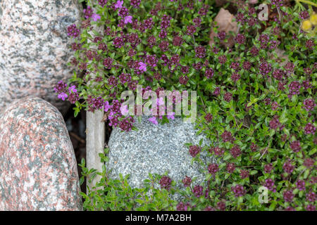 Backtimjan rampante, le thym (Thymus serpyllum) Banque D'Images