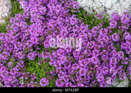 Backtimjan rampante, le thym (Thymus serpyllum) Banque D'Images