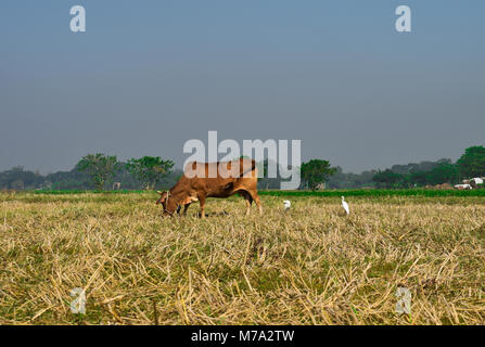 Une vache mange de l'herbe Banque D'Images