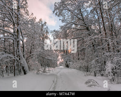 Soirée d'hiver à la campagne. Balade le long d'un sentier forestier après de fortes chutes de neige. Des congères de neige profonde et couverte d'arbres au crépuscule. Banque D'Images