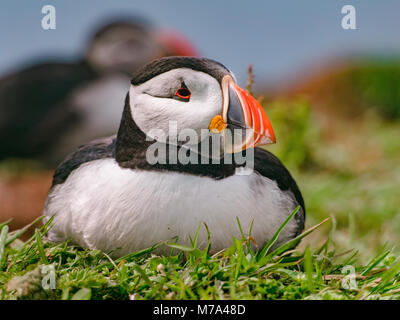 Oiseaux dodus mignon avec un bec de couleur vive est en appui sur l'herbe verte. Colonie de macareux de l'Atlantique sur une journée ensoleillée à Lunga, Île Treshnish Isles. Banque D'Images