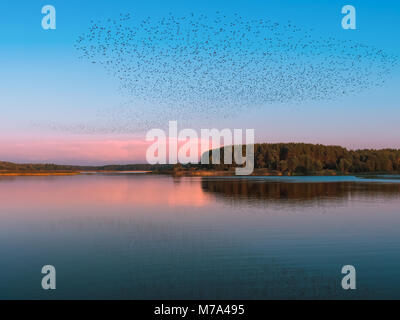 Essaim d'oiseaux volant au-dessus des eaux tranquilles d'un lac. Des milliers d'oiseaux et leurs réflexions sont visibles dans l'eau. Des arbres sur l'arrière-plan. Banque D'Images