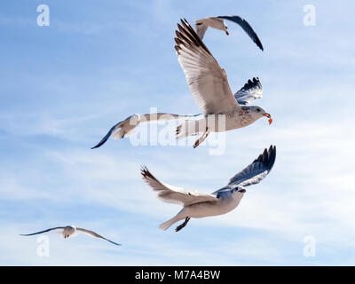 Troupeau de vol de mouettes et de manger des aliments dans le ciel bleu. Plus de succès de ce groupe d'oiseaux se morceau de nourriture après avoir volé d'un touriste. Banque D'Images