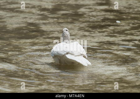 Les oiseaux de la faune, lac blanc, Canard flottant Banque D'Images