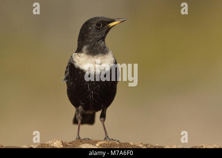 - Turdus torquatus Ring ouzel Banque D'Images