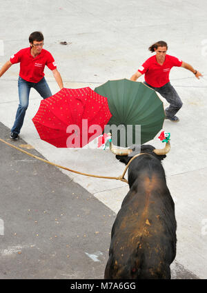 Corrida (Tourada à Corda) à Porto Martins. L'île de Terceira, aux Açores. Portugal Banque D'Images