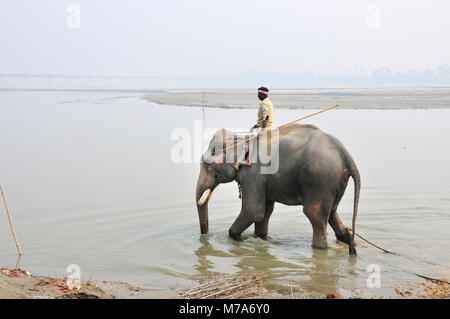 Le bain des éléphants avec le cornac à Sonepur Mela, Bihar, Inde Banque D'Images