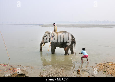 Le bain des éléphants avec le cornac à Sonepur Mela, Bihar, Inde Banque D'Images