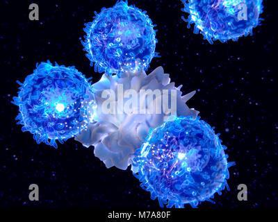 Illustration d'une cellule dendritique (centre) présentant un antigène de T-lymphocytes. Les deux cellules sont des composants du système immunitaire du corps. Les cellules dendritiques sont des cellules présentatrices d'antigène (CPA), qui est, ils présentent les agents pathogènes ou molécules étrangères (antigènes) à d'autres cellules du système immunitaire à éliminer. Les lymphocytes T sont activés par les cellules dendritiques d'effectuer une réponse immunitaire. Banque D'Images