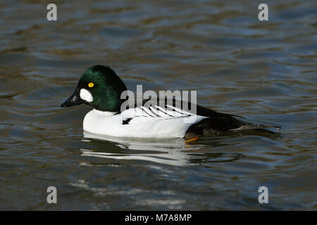 Homme - Bucephala clangula garrot sur l'eau Banque D'Images