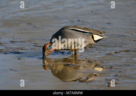Canard Sarcelle commune - Anas crecca alimentation mâle dans la boue Banque D'Images