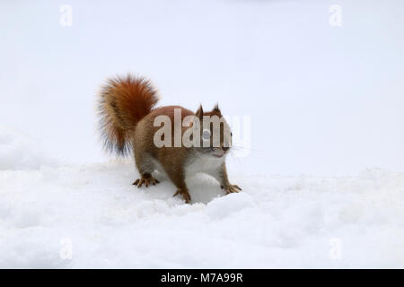 Un peu d'Écureuil roux (Tamiasciurus hudsonicus) à la recherche de nourriture sur un jour de neige. Banque D'Images