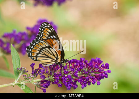 03421-00703 Papillon vice-roi (Limenitis archippe) sur l'arbre aux papillons (Buddleia davidii) Marion Co., IL Banque D'Images