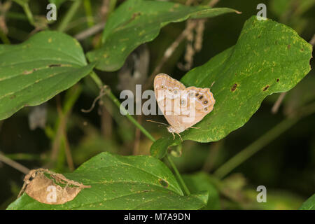 03481-00114 (Pearly-Eye Sud Enodia portlandia) Big Oak Tree State Park Mississippi Comté, MO Banque D'Images