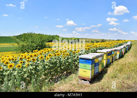 Ruches colorées en terres agricoles de tournesol Banque D'Images