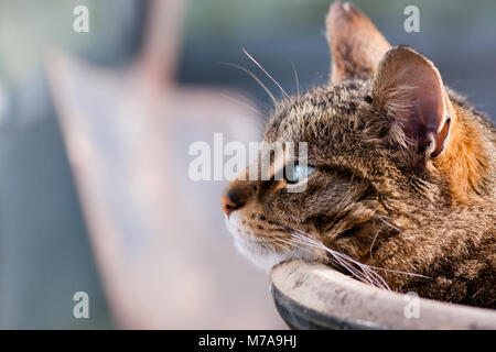 Chat Tabbby basking dans sunshine portant contre pot de fleurs Banque D'Images