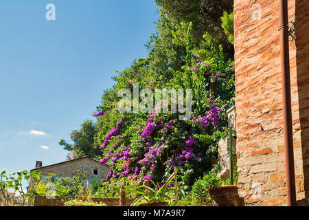 De grands espaces verts de bush glabra bougainvillea rose Banque D'Images