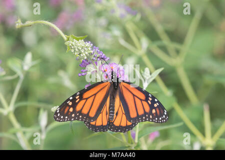 03536-05916 Monarque (Danaus plexippus) sur l'arbre aux papillons (Buddleja davidii) Marion Co. IL Banque D'Images