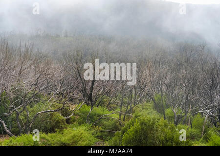 La repousse de la forêt de nuages, 5 ans après les incendies de forêt, Parc National de Garajonay, Valle Gran Rey, La Gomera, Canary Islands, Spain Banque D'Images