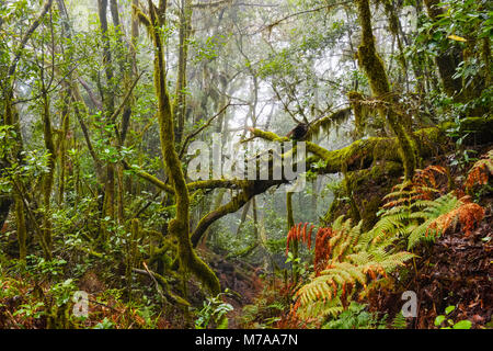 Cloud Forest, parc National de Garajonay, La Gomera, Canary Islands, Spain Banque D'Images