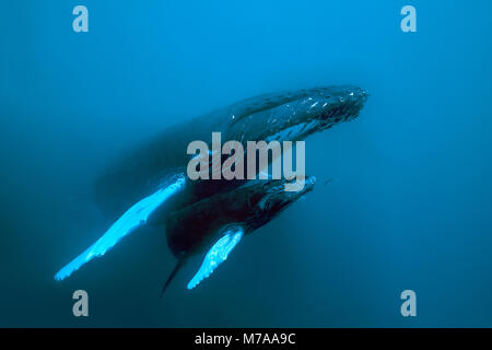 Baleine à bosse (Megaptera novaeangliae), barrage et son veau, l'océan Pacifique, Rurutu, Polynésie Française Banque D'Images