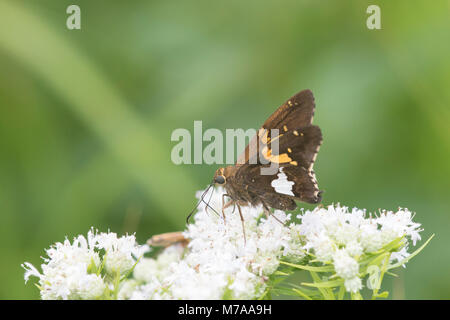 03551-00916 Silver-spotted Skipper (Epargyreus clarus) sur la montagne élancée (Pycnanthemum tenuifolium) Marion Co. IL Banque D'Images