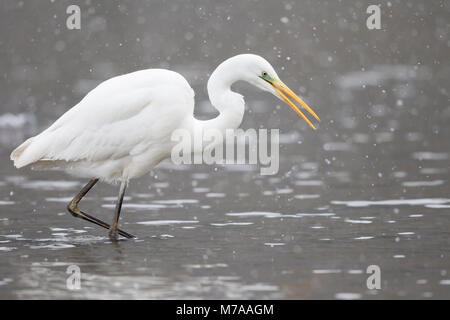 Grande aigrette (Ardea alba) dans les eaux peu profondes de nourriture, neige, Hesse, Allemagne Banque D'Images